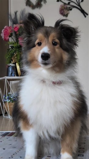 自分見て小声で吠えた犬#シェルティ
