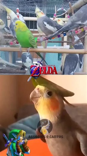 Calopsita Cantando Lost Woods (Saria's Song) | Legend of Zelda