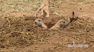 10K views · 759 reactions | Pups are up! This year's black-tailed prairie dog pups recently popped up on exhibit after spending about the first 6 weeks of their lives in underground nurseries. | The Maryland Zoo in Baltimore | Facebook