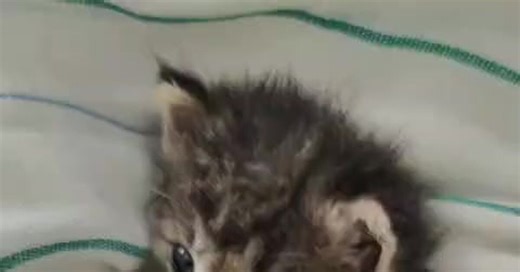 ��������� �������, � ������� ���� ��������� ������ � 2024 ����