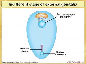 4 Development of External Genitalia