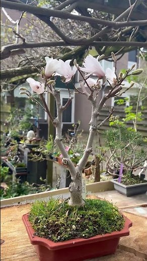 Magnolia Bonsai - #unusualbonsai