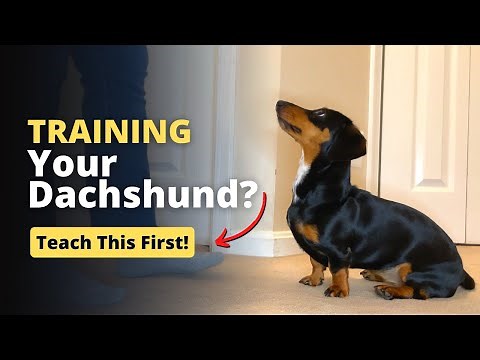 The BEST Way to Teach Your Dachshund the Sit Command