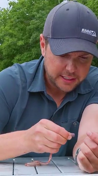 Bitten by a Bloodworm