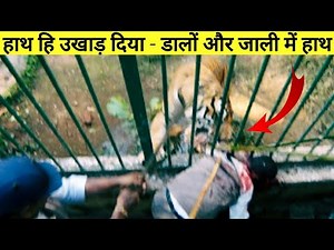 10 real incidents captured on camera.... || Top 10 Tiger Attacks On Humans ||
