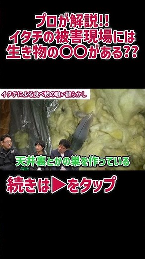 【プロが解説！！】イタチの被害現場には生き物の〇〇がある？？
