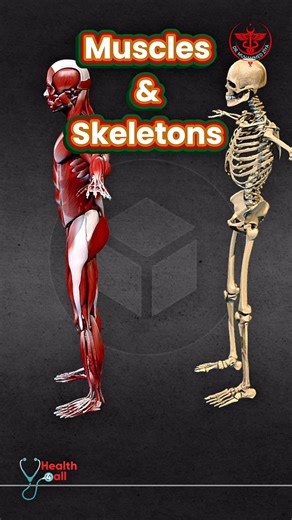 Muscles & Skeletal System #muscle #skeleton #fblifestyle | Dr. Muhammed Ziya
