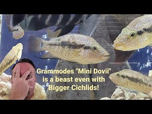 Cichlid Aquariums & the challenges of aggressive fish #Cichlid