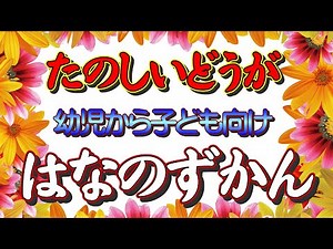 【幼児～子ども向けの花の図鑑】季節の代表的な花20種類を、写真ではなく実写の動画で分かりやすく解説。知育動画の決定版です！