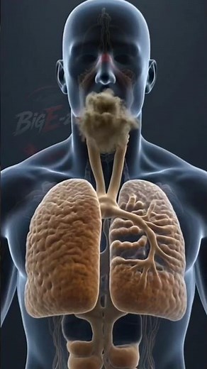 What Happens When You Smoke Marijuana Every Day? 🌿 | Effects on the Brain and Body (3D Animation)