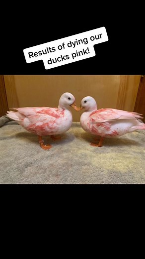 Dyeing Ducks Pink: A Fun and Unconventional Experiment