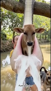 How snakes 🐍 swallow goat #reelschallengereelschallenge #reelschallengereelschallengereelschallengereelschallenge #mazitundeenut #reactionreels #fypppppppppppppppppppppppppppppppppppppppppppppppppppppppppppppppppppppp #views1m #funnyreels #viewers #advice #reals @top fans | Funi p styles