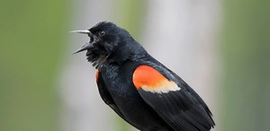 There's a red wing blackbird attacking people in Liberty Village (VIDEOS) | News