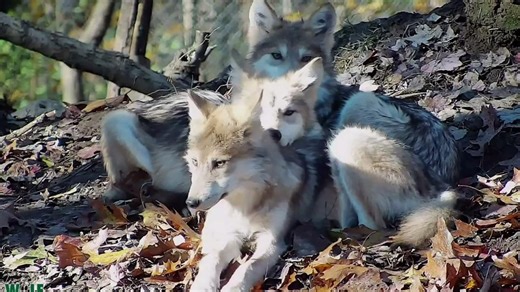 Just a few Mexican gray wolf pups reminding us what we’re fighting to protect. 🐺 #WolfAwarenessWeek | Wolf Conservation Center