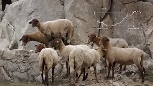 Garmin Edge 810 GPS Radcomputer (ActiveRouting, Live-Tracking, Track-Navigation )