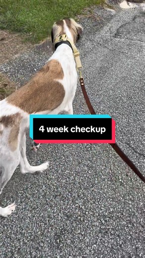 Folklore is at 4 weeks post surgery. #saluki #dogsurgery #tplosurgery #sighthound #dogtok