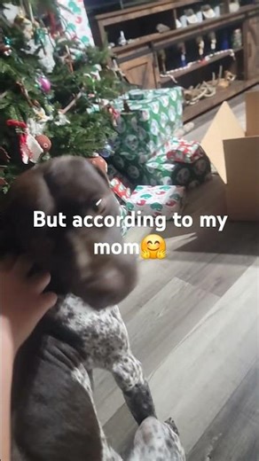 so cute a gsp hunting dog 🐕