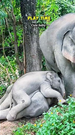 Compilation of baby elephants: playing and having the best time! #cuteanimal #travel #chiangmai