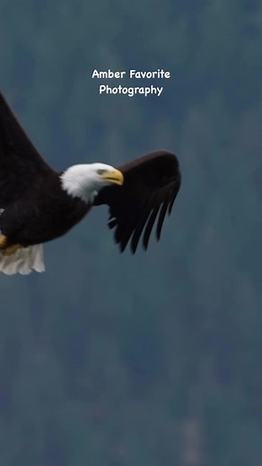 Do Bald Eagles burp? #baldeagle #birdsofprey | Amber Favorite Photography