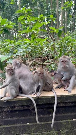 🐒 Monkey Forest 📍Ubud - Bali - Indonesia
