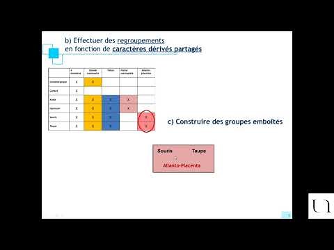 Construction de cladogrammes technique des boîtes emboîtées
