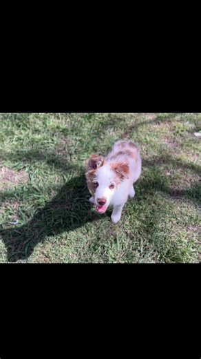 Red Merle Blue-eyed Border Collie Puppy
