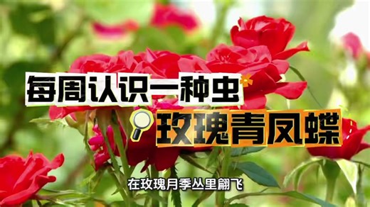 每周认识一种虫——玫瑰青凤蝶