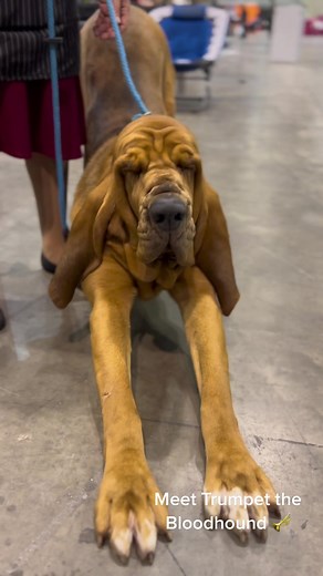 Meet Trumpet the Bloodhound: A Showdog Sensation