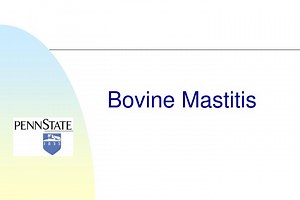 Bovine Mastitis - SlideServe