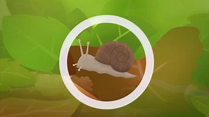 Facts about Snails | Ferne & Rory's Teeny Tiny Creatures | CBeebies