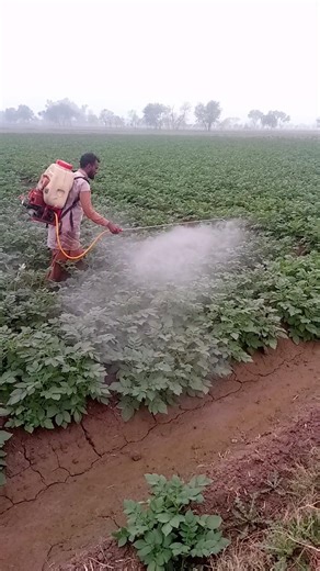 Protecting Potato Crops with Fungicide Spray
