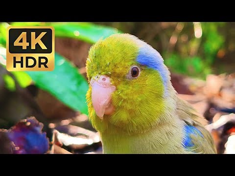 Up Close with a Tiny Green Parrotlet: 1 Hour of Cute Chirps & Nature Sounds | 4K HDR