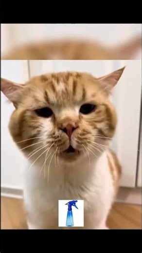 Funny video _ You Won’t Believe the Sounds This Cat Makes #funnyanimals #cat #animals