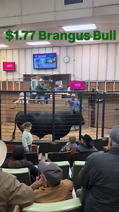 Big black Brangus bull sold today at Gonzales, Texas livestock #usa #cows #ranch #countrylife #sale #beefcattle #2026 | Christian Lattouf