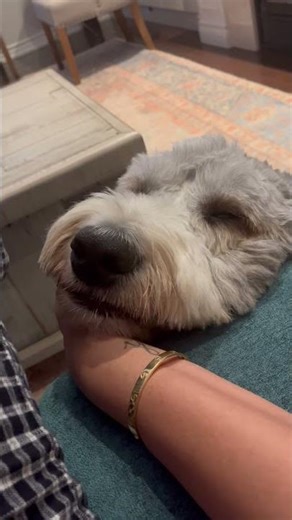 It’s a full time job to hold up his face while he sleeps- BEST JOB IN THE WORLD ❤️ #dog #ytshorts