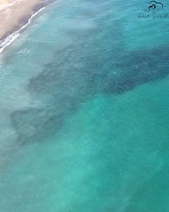 17K views · 407 reactions | PREDATORS UNLEASHED! Blacktip sharks and tarpon stalk prey during the intense mullet run in Jupiter, Florida. part 1 | Paul Dabill Photography | Facebook
