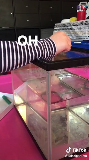 Fun Science Experiment: Float or Sink?