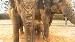 394K views · 33K reactions |   Say hello to Winnie! The newest member of our Asian elephant herd took her first steps outside this morning with mom, Tupelo, and the rest of the herd. Plan your next Zoo visit – reserve tickets online: bit.ly/2ZD61t2 | Houston Zoo | Facebook