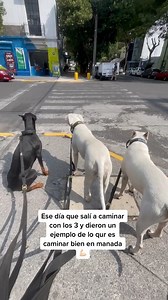 Vaya clan houseofdogos #doberman #dogs #dogslife #doggo #dog #doggy #doggle #dogsofinstagram #dogreels | The Dobie Team