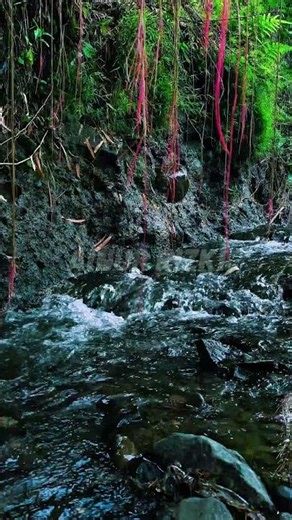 ASMR river coming out, check the newest video. #riversounds #asmrriver #relaxing