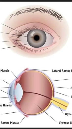 Human Eye class 10th #scienceclass10ncert # biology # kk