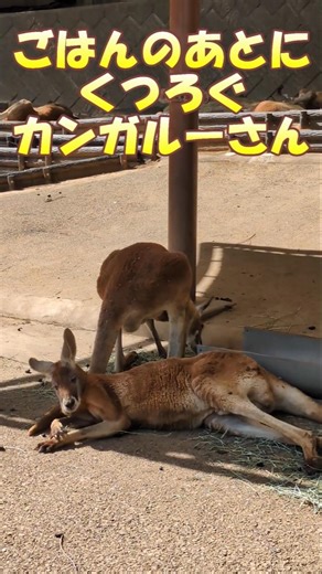 【日野市】4/21多摩動物公園のカンガルーさん#動物園 #動物園の動物 #animals