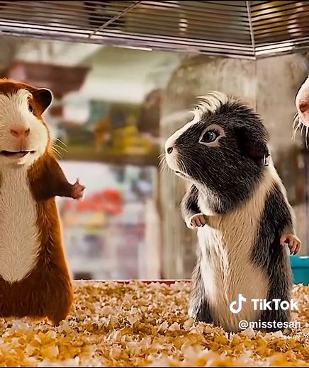 #GFORCE #viral #foryoupage #foryou #fypdongggggggg #fypage #fypシ゚viral #fypシ #fyp #guineapig #rodents #spy #SPECIALFORCE #cartoon #movie