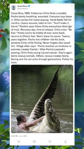 He Could Have Swum Away… But the Crocodile Stayed#IncredibleAnimals #NatureMoment