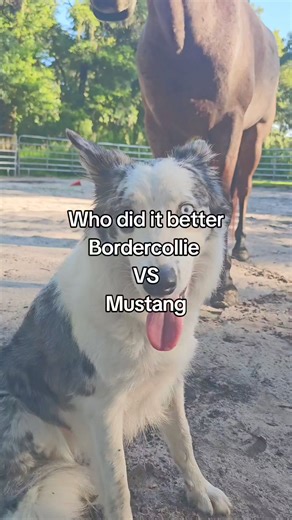 630K views · 45K reactions | It's the dog and pony show around here. #horsetrainer #blmmustang #bordercollie #trickhorse #trickdog | Trust Equine Training | Facebook