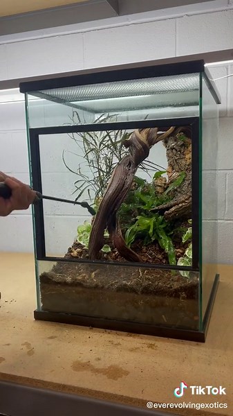 Creating a Bioactive Crested Gecko Vivarium: Step-by-Step Tutorial