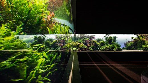Lisbon's Oceanarium says goodbye to 'Forests Underwater' exhibition