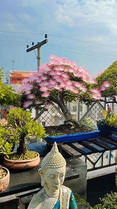 Graceful calliandra rosa bonsai 🪷Collection of @__bonsaiamericana #FloweringBonsai #TropicalBonsai #BonsaiSociety | Bonsai Society