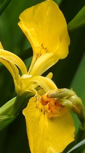 nature video's #viral video #statusvideo #full_screen_status