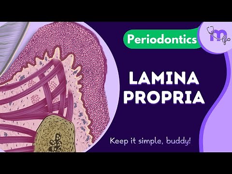 Lamina Propria | Microscopic Structure | Cells | Fibres | Functions | Periodontology | Animated